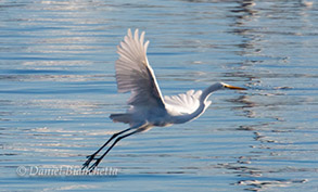 Great Egret, photo by Daniel Bianchetta