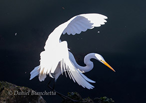 Great Egret, photo by Daniel Bianchetta