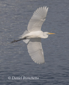 Great White Egret, photo by Daniel Bianchetta