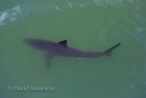 Great White Shark, photo by Daniel Bianchetta