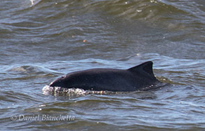 Harbor Porpoise, photo by Daniel Bianchetta