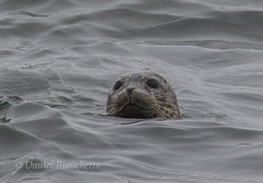 Harbor Seal, photo by Daniel Bianchetta