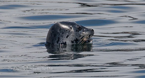 Harbor Seal, photo by Daniel Bianchetta