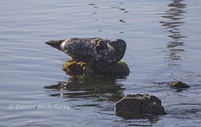 Harbor Seal, photo by Daniel Bianchetta