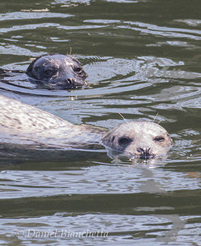 Harbor Seals, photo by Daniel Bianchetta