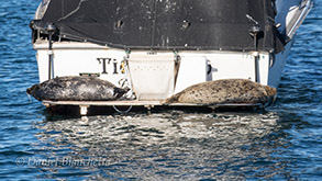 Harbor Seals, photo by Daniel Bianchetta