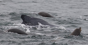 Humpback Whale and California Sea Lions, photo by Daniel Bianchetta