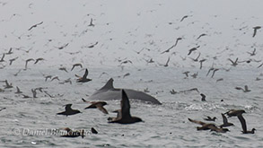 Humpback Whale and thousands of Sooty Shearwaters, photo by Daniel Bianchetta