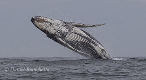 Humpback Whale breaching, photo by Daniel Bianchetta