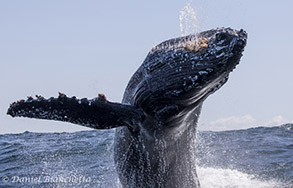 Humpback Whale breaching, photo by Daniel Bianchetta