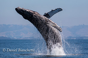 Humpback Whale breaching, photo by Daniel Bianchetta