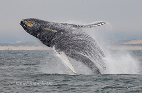 Humpback Whale breaching, photo by Daniel Bianchetta