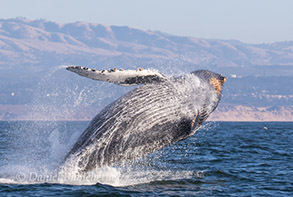 Humpback Whale breaching, photo by Daniel Bianchetta