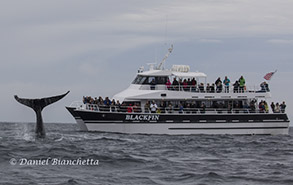 Humpback Whale by the Blackfin, photo by Daniel Bianchetta