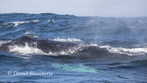 Humpback Whale, photo by Daniel Bianchetta