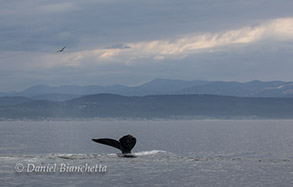 Humpback Whale, photo by Daniel Bianchetta