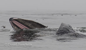 Humpback Whale lunge-feeding, photo by Daniel Bianchetta