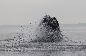 Humpback Whale lunge-feeding, photo by Daniel Bianchetta