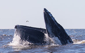 Humpback Whale lunge-feeding, photo by Daniel Bianchetta