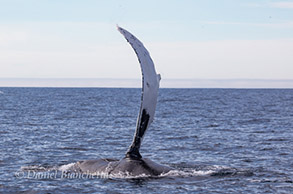 Humpback Whale pec slapping, photo by Daniel Bianchetta