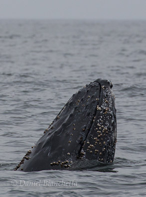 Humpback Whale spyhopping, photo by Daniel Bianchetta