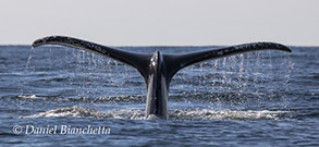 Humpback Whale tail, photo by Daniel Bianchetta