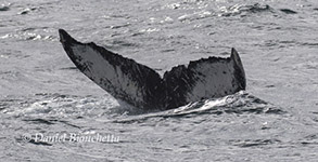 Humpback Whale tail, photo by Daniel Bianchetta