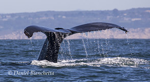 Humpback Whale tail, photo by Daniel Bianchetta