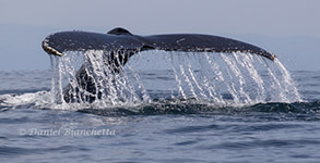 Humpback Whale tail, photo by Daniel Bianchetta