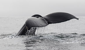 Humpback Whale tail, photo by Daniel Bianchetta