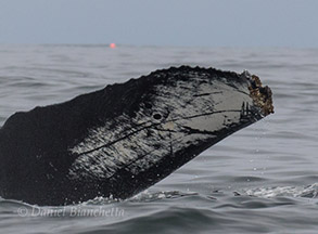 Humpback Whale tail, photo by Daniel Bianchetta