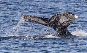 Humpback Whale tail, photo by Daniel Bianchetta