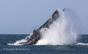 Humpback Whale tail throw, photo by Daniel Bianchetta