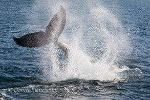 Humpback Whale tail throw, photo by Daniel Bianchetta