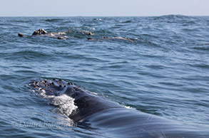 Humpback Whale with California Sea Lions, photo by Daniel Bianchetta