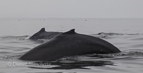 Humpback Whales, photo by Daniel Bianchetta