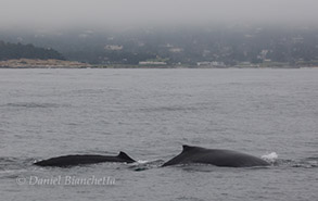 Humpback Whales, photo by Daniel Bianchetta