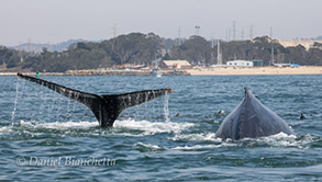 Humpback Whales, photo by Daniel Bianchetta