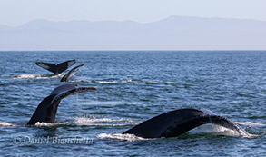 Humpback Whales, photo by Daniel Bianchetta