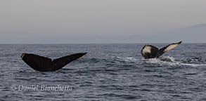 Humpback Whales, photo by Daniel Bianchetta