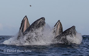 Humpback Whales lunge feeding, photo by Daniel Bianchetta