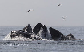 Humpback Whales lunge-feeding, photo by Daniel Bianchetta