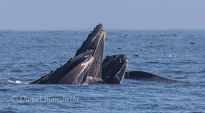 Humpback Whales lunge-feeding, photo by Daniel Bianchetta