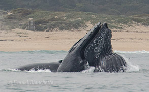 Humpback Whales lunge-feeding, photo by Daniel Bianchetta