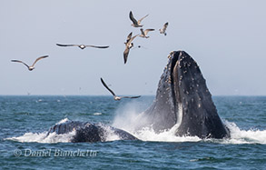 Humpback Whales lunge-feeding, photo by Daniel Bianchetta