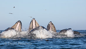 Humpback Whales lunge-feeding, photo by Daniel Bianchetta