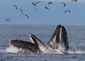 Humpback Whales lunge-feeding, photo by Daniel Bianchetta