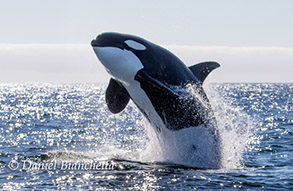 Killer Whale breaching, photo by Daniel Bianchetta