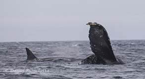 Killer Whale by Humpback Whale tail, photo by Daniel Bianchetta