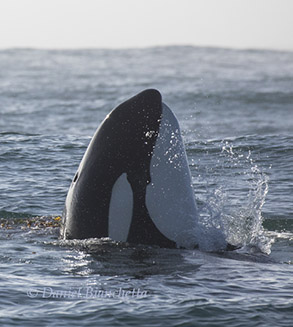 Killer Whale, photo by Daniel Bianchetta